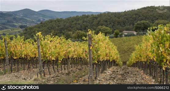 Scenic view of vineyard, Radda in Chianti, Tuscany, Italy