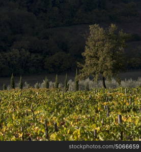 Scenic view of vineyard, Radda in Chianti, Tuscany, Italy