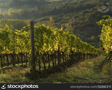 Scenic view of vineyard, Tuscany, Italy