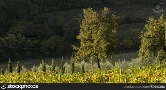 Scenic view of vineyard, Tuscany, Italy