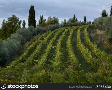 Scenic view of vineyard, Tuscany, Italy