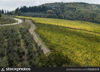 Scenic view of vineyards, Chianti, Tuscany, Italy