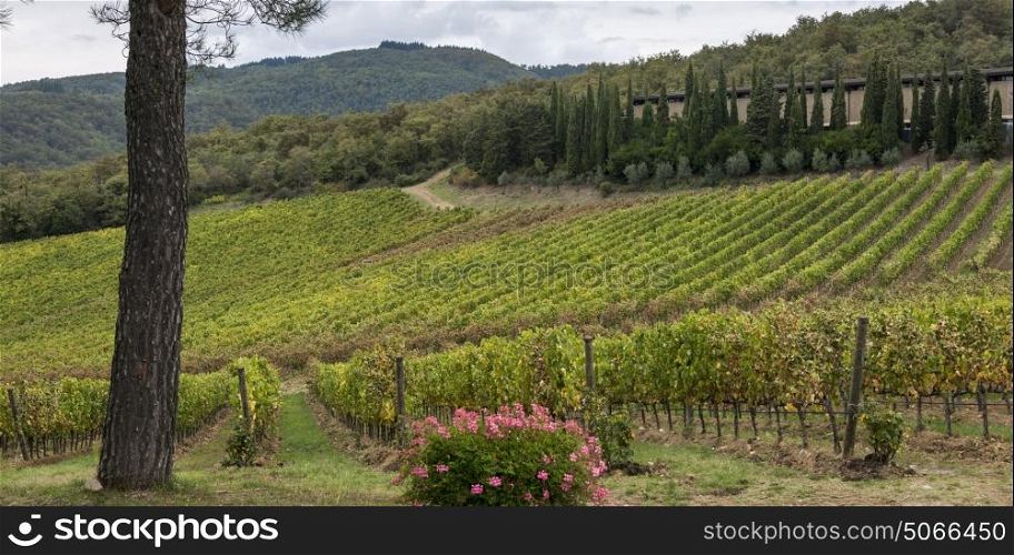 Scenic view of vineyards, Radda in Chianti, Tuscany, Italy