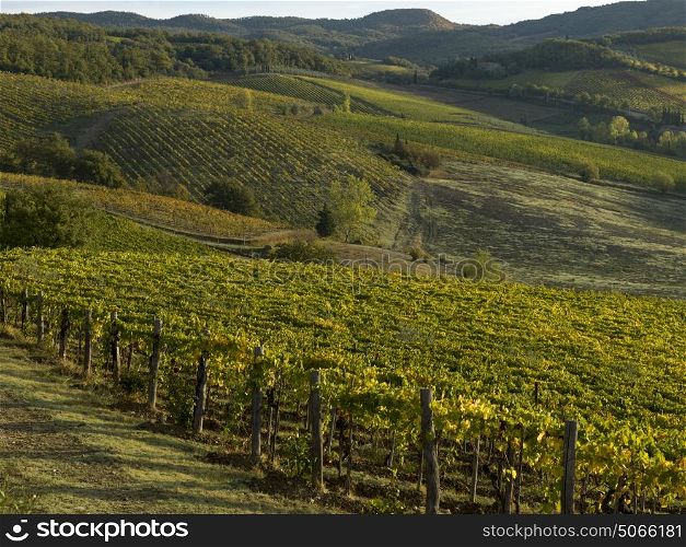 Scenic view of vineyards, Tuscany, Italy