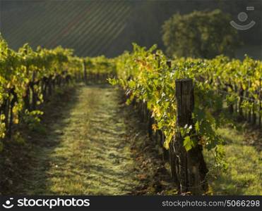 Scenic view of vineyards, Tuscany, Italy