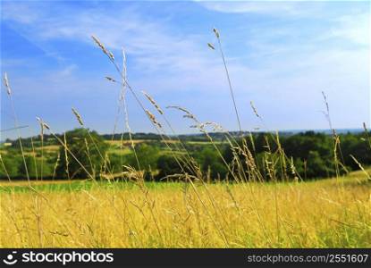 Scenic view on summer agricultural landscape in rural France, closeup on grass