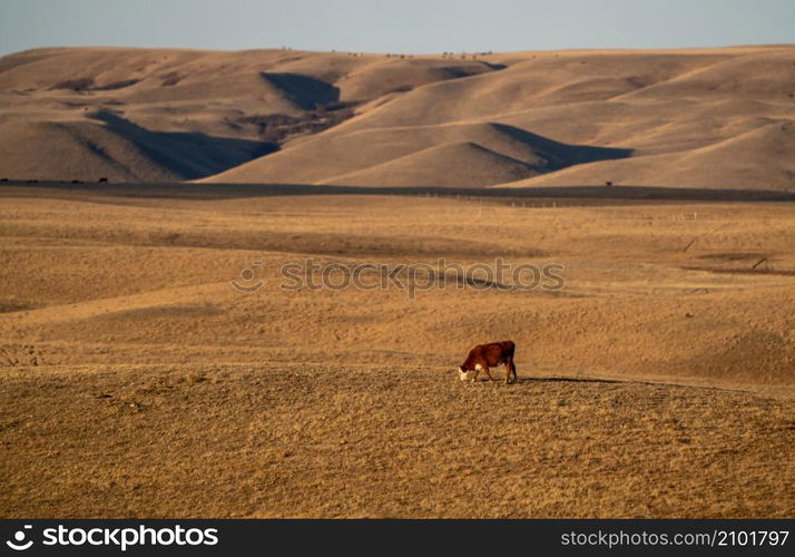 Scenic views of the Cypress Hills Saskatchewan Alberta