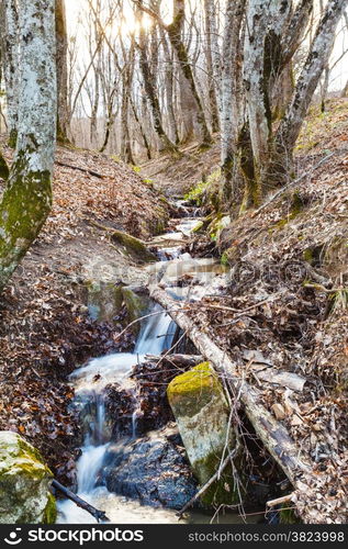 scenic with brook in mountain forest in spring in caucasus mountain