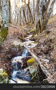 scenic with brook in mountain forest in spring in caucasus mountain