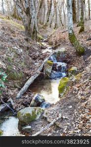 scenic with stream in mountain forest in spring in caucasus mountain