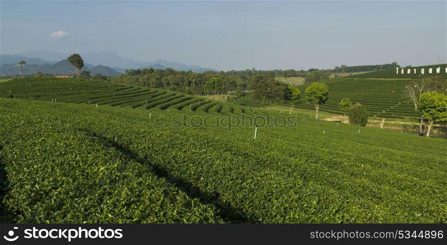 Scenics view of tea plantation, Chiang Rai, Thailand