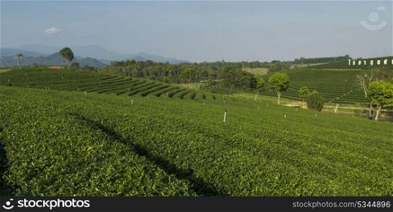 Scenics view of tea plantation, Chiang Rai, Thailand