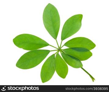 Schefflera arboricola leaf