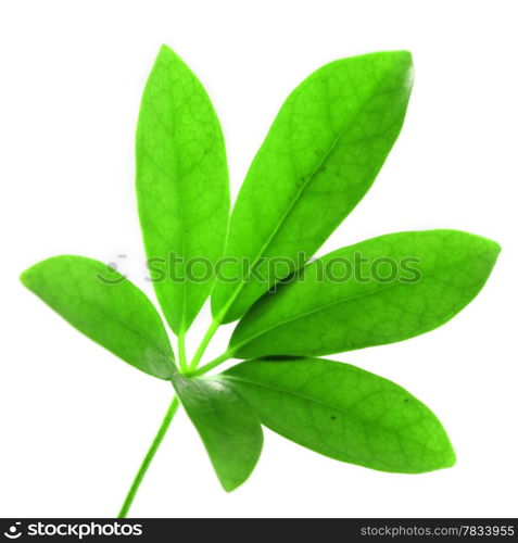 Schefflera arboricola leave isolated on white background