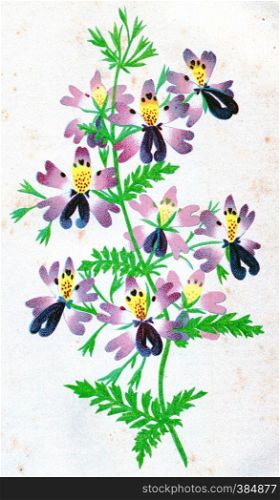 Schizanthus pinnatus, vintage engraved illustration.