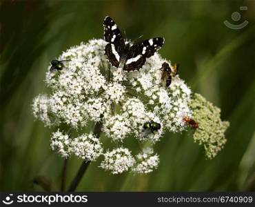 Schmetterling-Wespe-Fliegen. Butterfly, wasp and flies on a flower