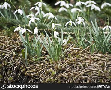 Schneegloeckchen. snow bells in springtime in a garden