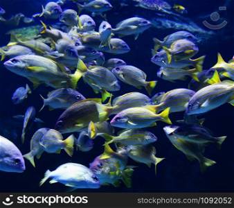 School fish of blue lined snapper fish swimming marine life underwater ocean / Lutjanus kasmira