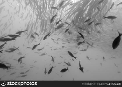 School of Barracuda fish swimming underwater, Santa Cruz Island, Galapagos Islands, Ecuador