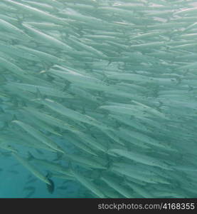 School of Barracuda fish swimming underwater, Santa Cruz Island, Galapagos Islands, Ecuador