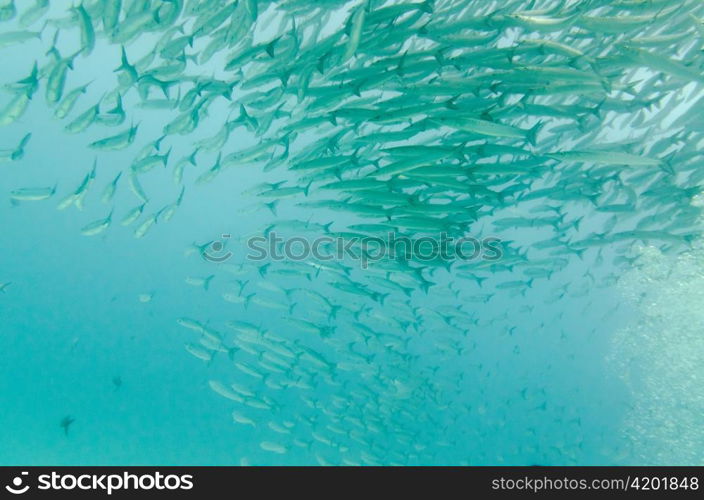 School of Barracuda fish swimming underwater, Santa Cruz Island, Galapagos Islands, Ecuador