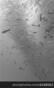 School of Barracuda fish under water, Santa Cruz Island, Galapagos Islands, Ecuador
