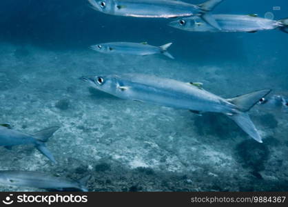 School of Bigeye Barracuda  Sphyraena forsteri . Seychelles