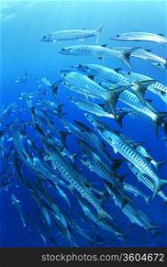 School of blackfin barracuda fish