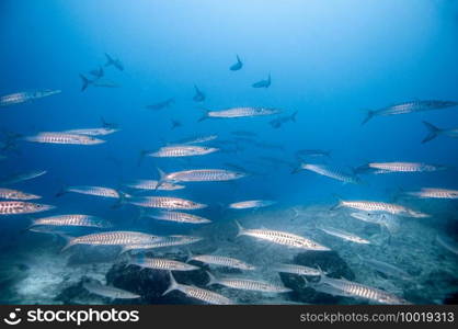 School of Blackfin barracuda  Sphyraena qenie  in the Temple dive spot, Marianne island, Seychelles