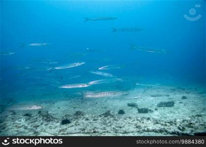 School of Blackfin barracuda  Sphyraena qenie  in the Temple dive spot, Marianne island, Seychelles