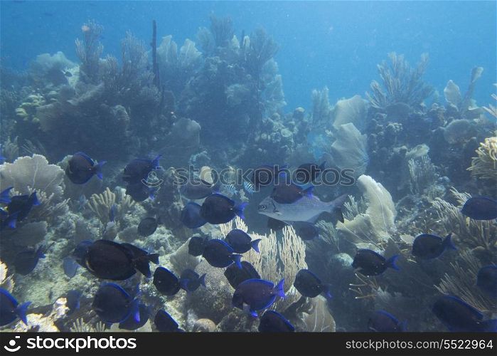 School of Blue Tang fish (Paracanthurus hepatus) swimming underwater, Utila, Bay Islands, Honduras