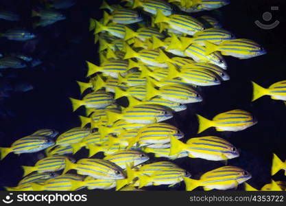 School of Bluelined Snappers swimming underwater, North Sulawesi, Sulawesi, Indonesia