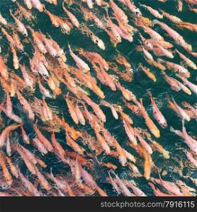 school of fish in the water