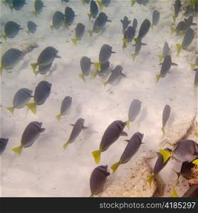 School of fish swimming underwater, Gardner Bay, Espanola Island, Galapagos Islands, Ecuador