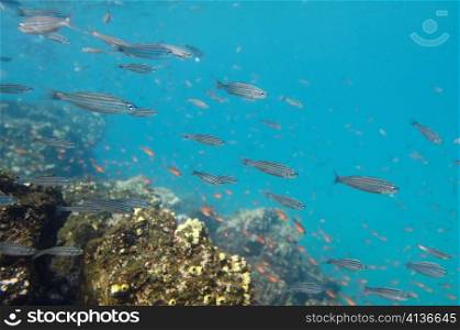 School of fish swimming underwater, Puerto Egas, Santiago Island, Galapagos Islands, Ecuador