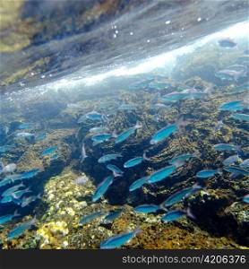 School of fish swimming underwater, Puerto Egas, Santiago Island, Galapagos Islands, Ecuador