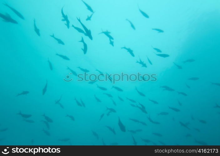 School of fish swimming underwater, San Cristobal Island, Galapagos Islands, Ecuador