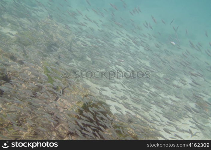 School of fish swimming underwater, San Cristobal Island, Galapagos Islands, Ecuador