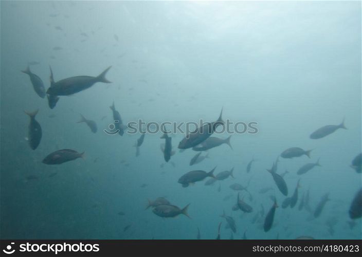 School of fish swimming underwater, San Cristobal Island, Galapagos Islands, Ecuador