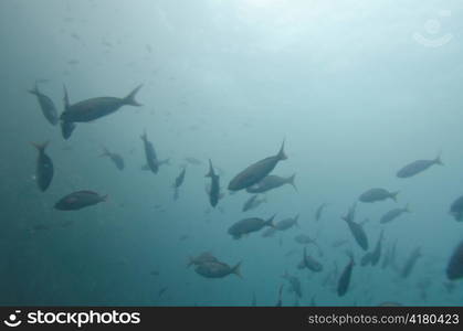 School of fish swimming underwater, San Cristobal Island, Galapagos Islands, Ecuador