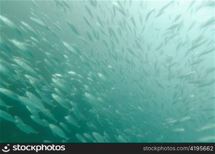 School of fish swimming underwater, San Cristobal Island, Galapagos Islands, Ecuador