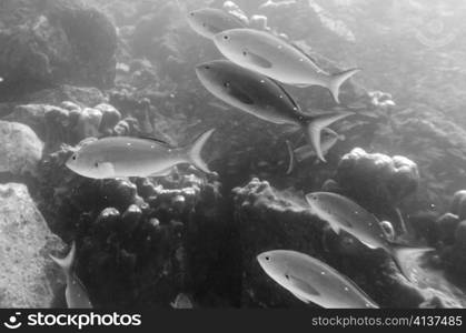 School of fish swimming underwater, Santa Cruz Island, Galapagos Islands, Ecuador