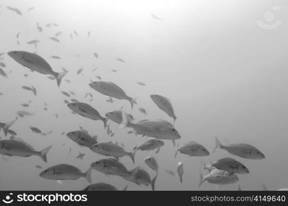 School of fish swimming underwater, Santa Cruz Island, Galapagos Islands, Ecuador