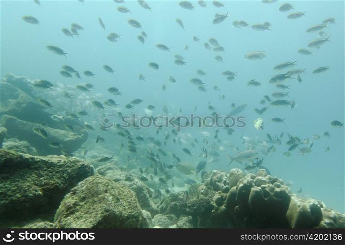 School of fish swimming underwater, Santa Cruz Island, Galapagos Islands, Ecuador