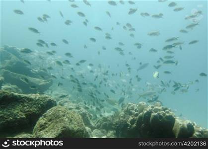 School of fish swimming underwater, Santa Cruz Island, Galapagos Islands, Ecuador