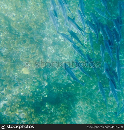 School of fish swimming underwater, Tagus Cove, Isabela Island, Galapagos Islands, Ecuador