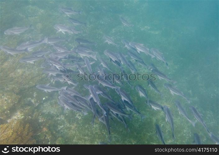 School of fish swimming underwater, Tagus Cove, Isabela Island, Galapagos Islands, Ecuador