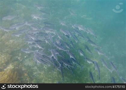 School of fish swimming underwater, Tagus Cove, Isabela Island, Galapagos Islands, Ecuador