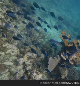 School of fish swimming underwater, Utila Island, Bay Islands, Honduras