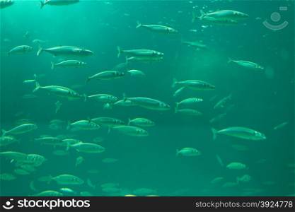 School of fishes in an aquarium. School of fishes in an aquarium with greenish water